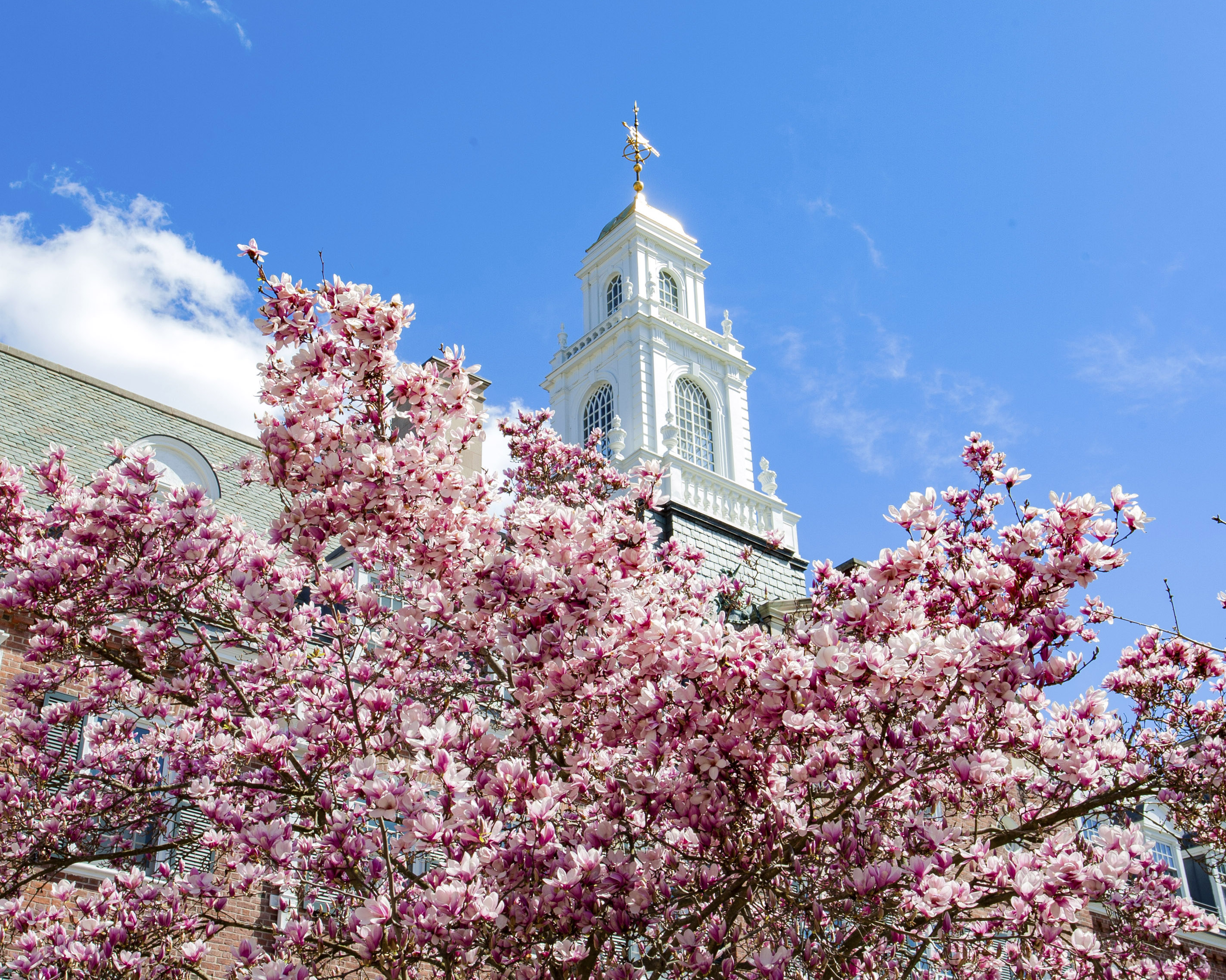 Davenport College Spring Flowers