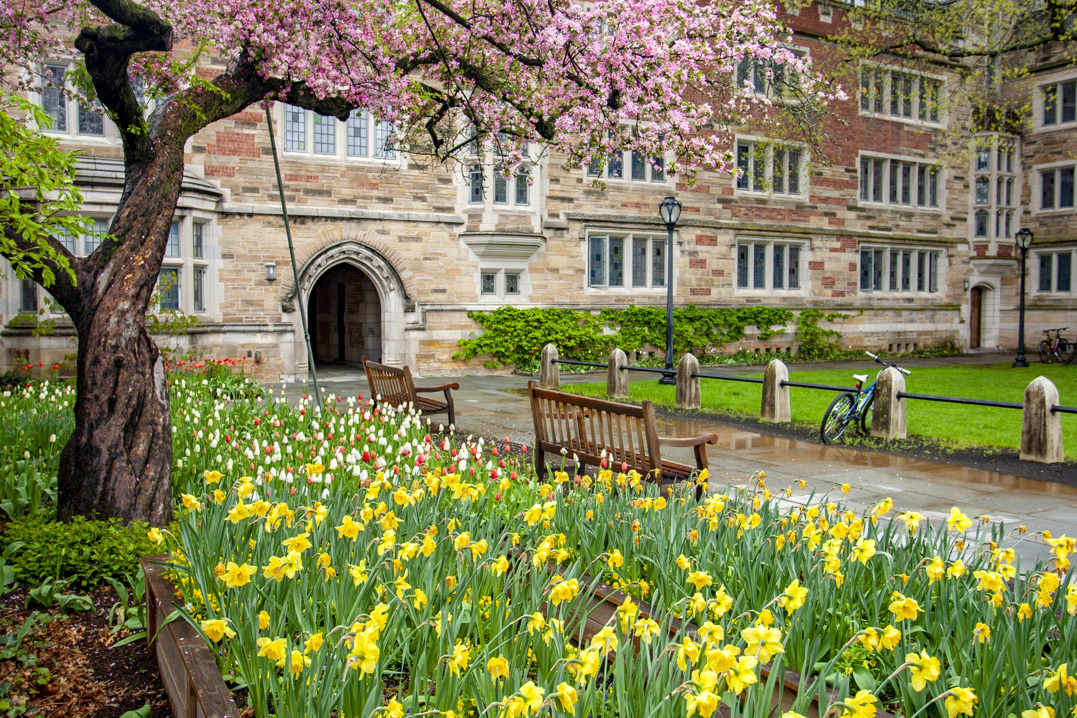 Berkeley College Spring Flowers