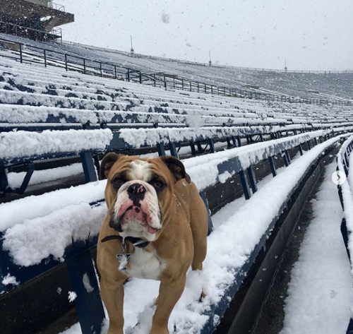 Handsome Dan in the Snow