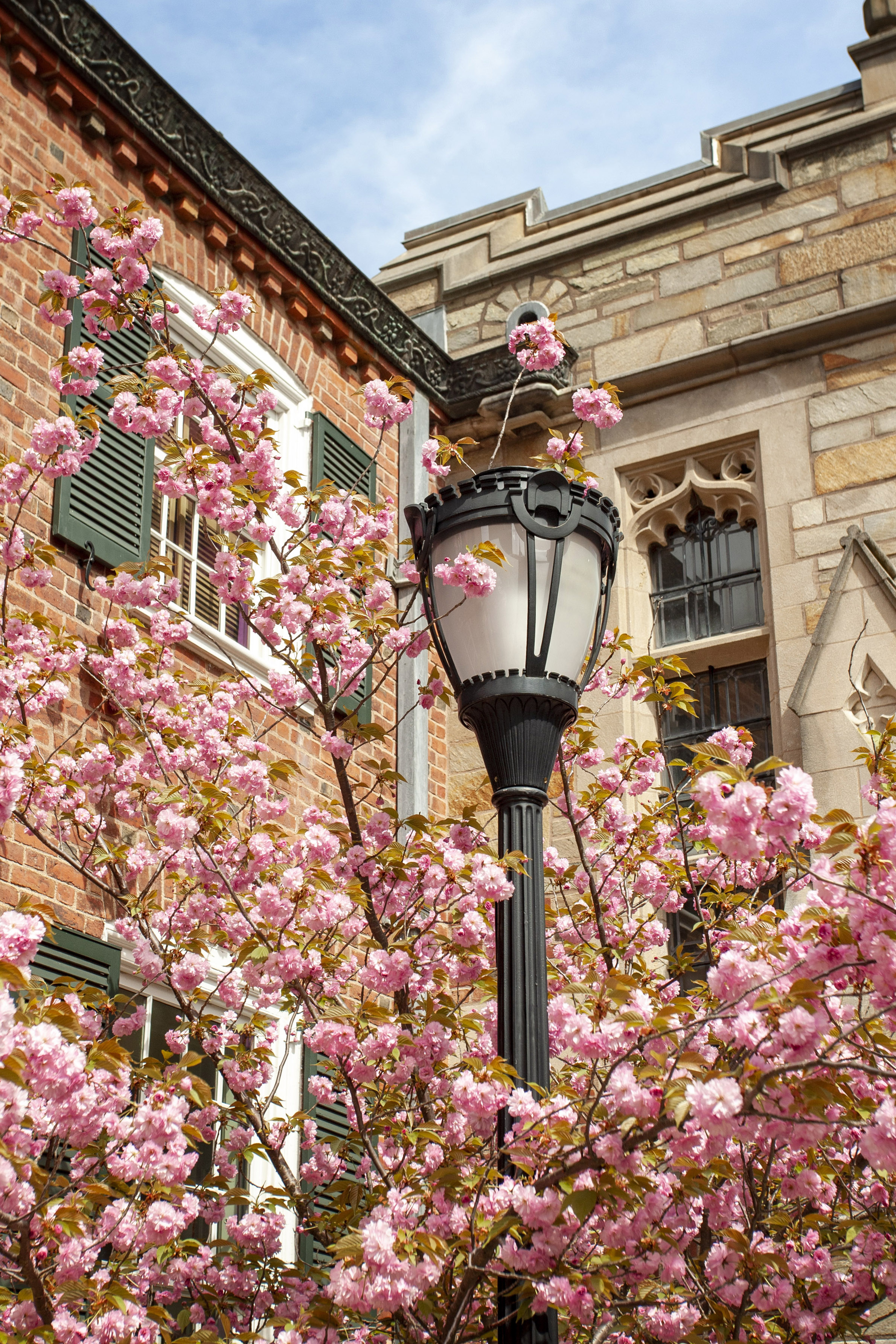In Full Bloom | April 2025 Newsletter 