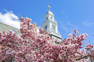 Davenport College Spring Flowers