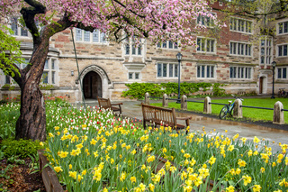 Berkeley College Spring Flowers