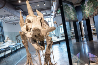 Peabody Museum