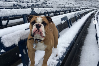 Handsome Dan in the Snow