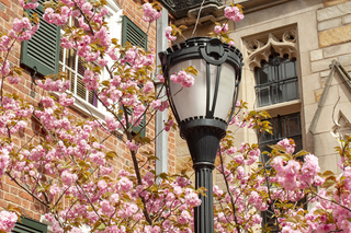 In Full Bloom | April 2025 Newsletter 
