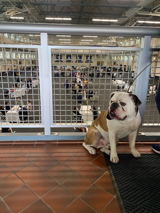 Handsome Dan in Payne Whitney Gym